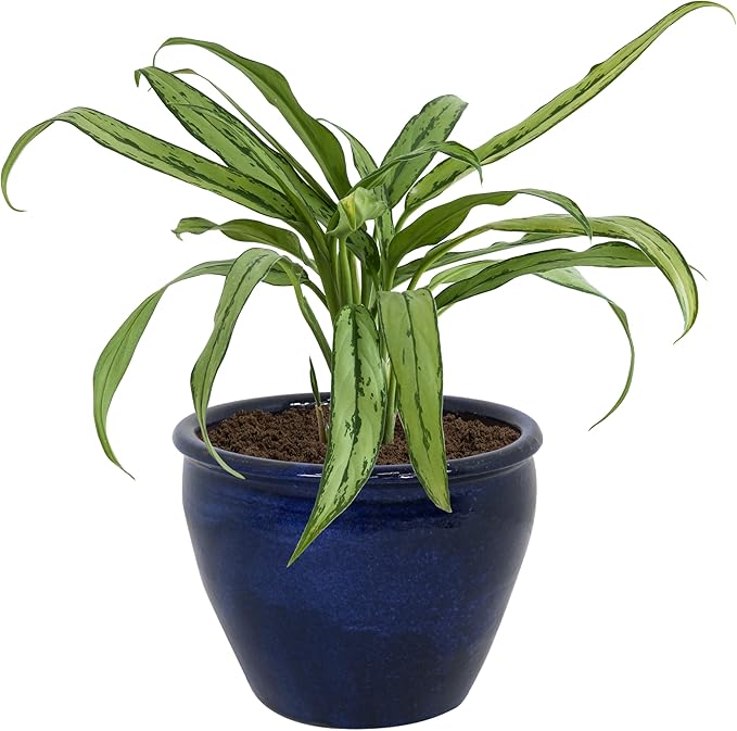 Sunnydaze Chalet Large Ceramic Plant Pot - Round Outdoor Glazed Ceramic Planter Pot with Drainage - Imperial Blue - 14.5"